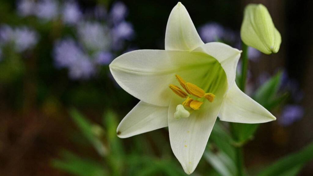 Types of Easter flowers with an Easter lily in a garden.