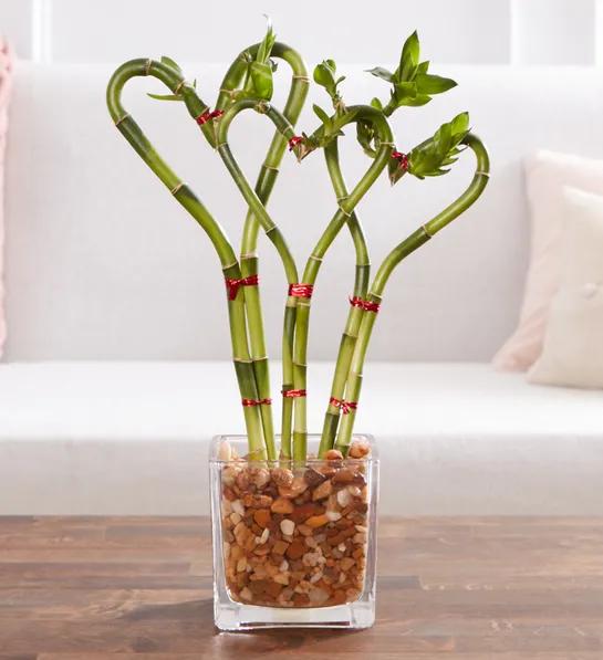 popular house plants with Sweet Heart Bamboo