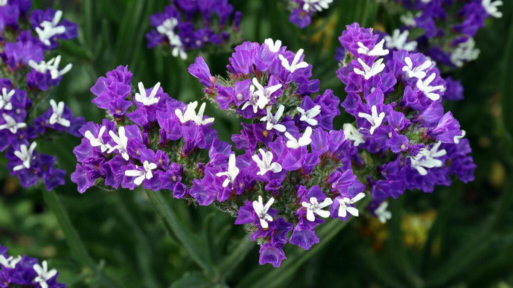 The plant statice  statice , or kermek  Limonium  is a member of