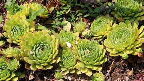 types of succulents with Common houseleek  Sempervivum tectorum  growing in the garden. S