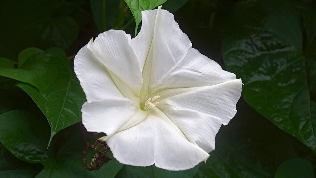 Tropical white morning glory  Ipomoea alba . Called Moonflower a