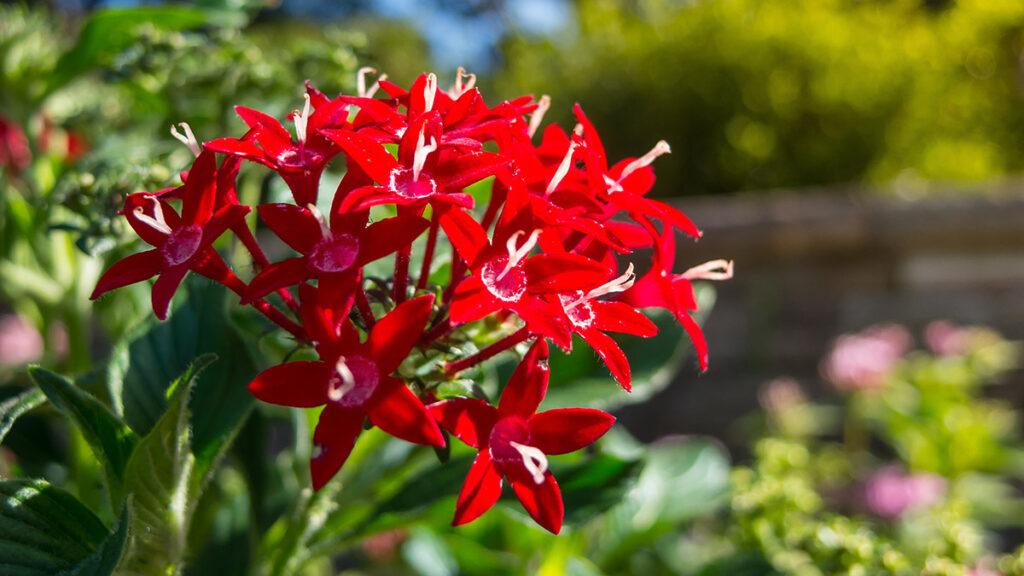 Red Pentas Lanceolata  Lucky Star  in a summer at a botanical ga