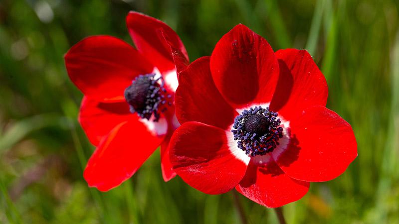 Wild flower in nature, spring season; anemone  Anemone coronaria