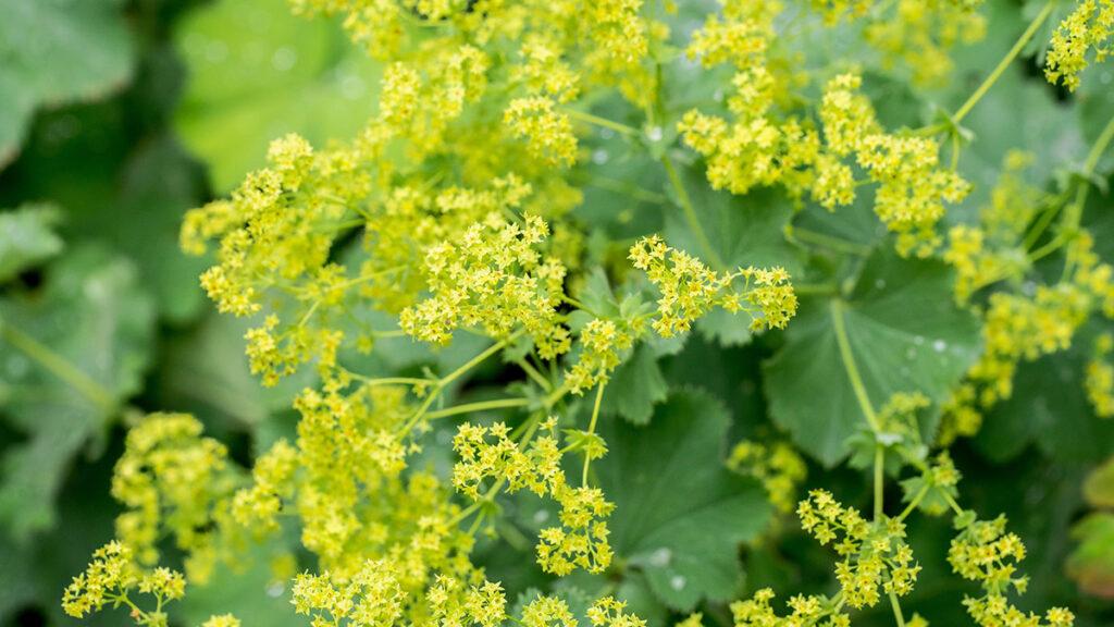 types of green flowers Closeup of flowering Lady’s mantle plant  Alchemilla