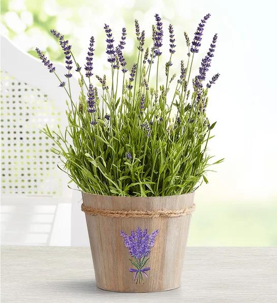 front porch ideas english lavender plant