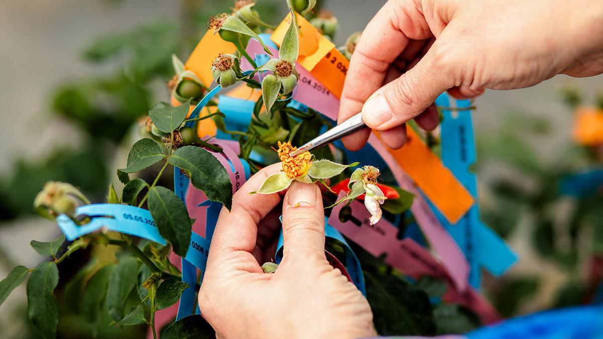 Close up of women hands working in a flower greenhouse pollinati