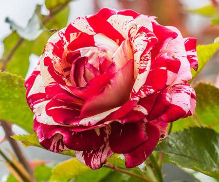 rose hybridization floribunda rose