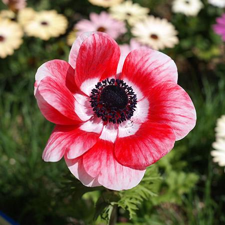 A single anemone flower is in full bloom
