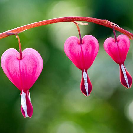 beautiful flowers bleeding heart