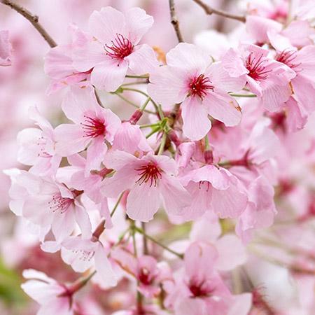 beautiful flowers cherry blossoms