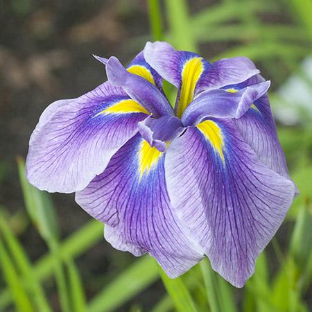 Japanese iris in bloom