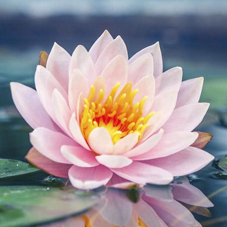 beautiful flowers lotus