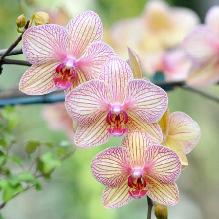 Elegant Blooming Orchids
