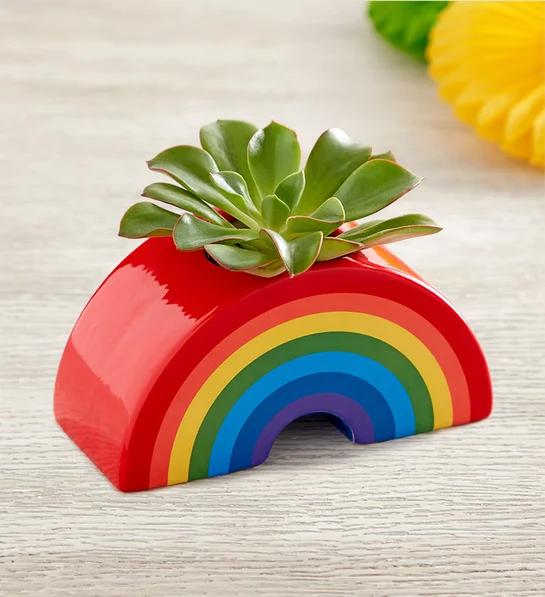 celebrate pride month Sunshine Rainbow Mini Succulent