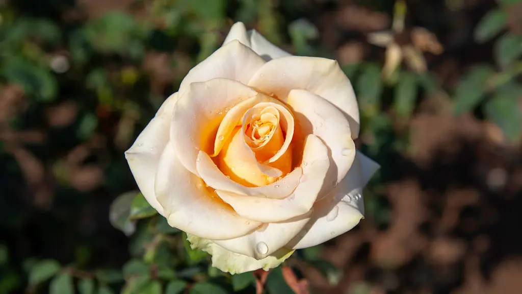 Rose 'Blush Noisette' (Climbing rose) – Rootstock