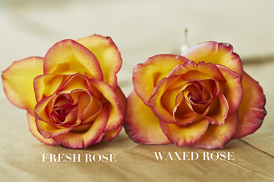 https://www.flowers.com/blog/wp content/uploads///wax rose vs fresh rose