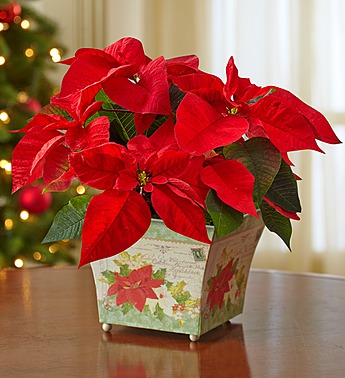 https://flowers.com/blog/wp content/uploads///Holiday traditions poinsettia