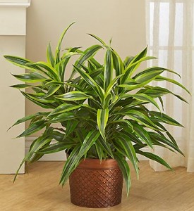 https://www.flowers.com/blog/wp content/uploads///dracaena floor plant winter care z x