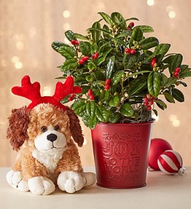 joy-to-the-world-holly-plant