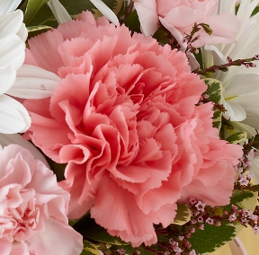 https://www.flowers.com/blog/wp content/uploads///pink carnation sororities