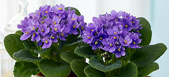 https://www.flowers.com/blog/wp content/uploads///purple violets