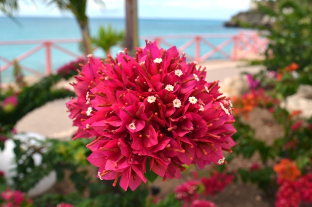 https://www.flowers.com/blog/wp content/uploads///Bougainvillea Blossom on Maho Beach St Maarten