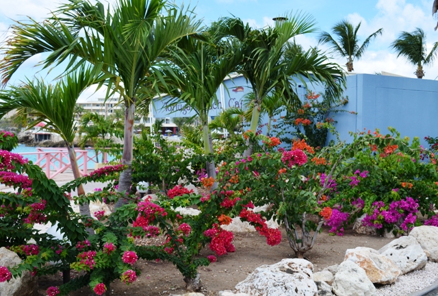 https://www.flowers.com/blog/wp content/uploads///Bougainvillea on Maho Beach St Maarten