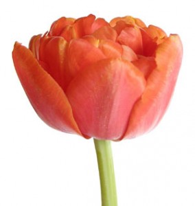 Double Tulip