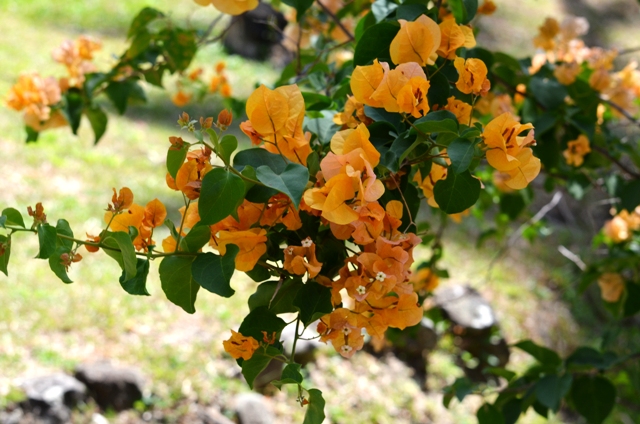 https://www.flowers.com/blog/wp content/uploads///Orange Bougainvillea Branch in Soufriere St Lucia