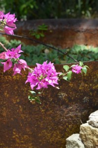 https://flowers.com/blog/wp content/uploads///Pink Bougainvillea Branch in Soufriere St Lucia x