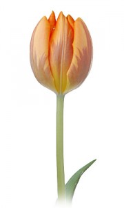 Rembrandt Tulip