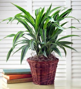 Fall Plant care with plant on a desk with books