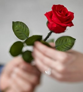 single red long stem rose