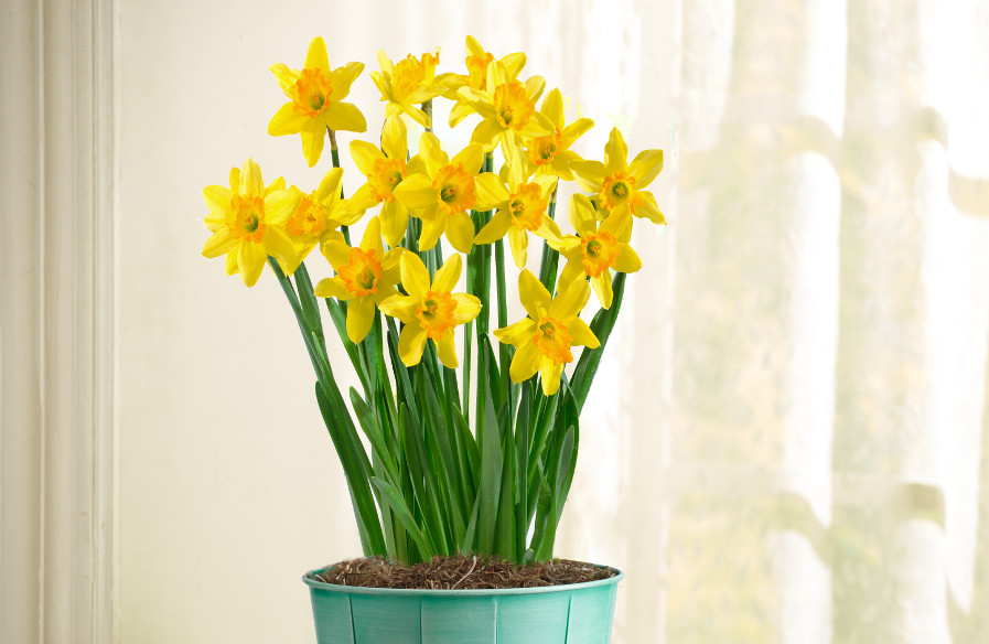 photo of wedding anniversary flowers with daffodils