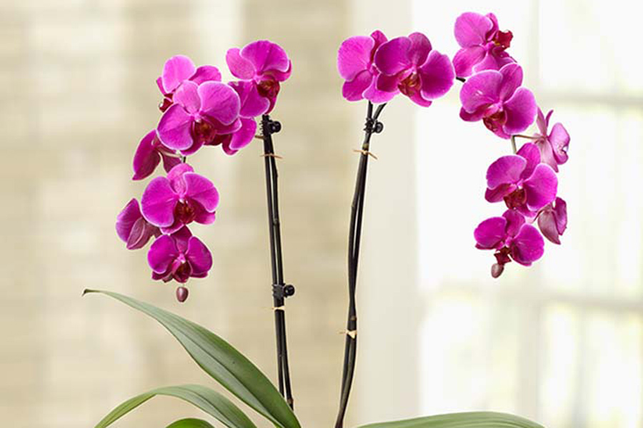 https://www.flowers.com/blog/wp content/uploads///all about orchids