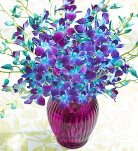 https://www.flowers.com/blog/wp content/uploads///all about orchids blue x