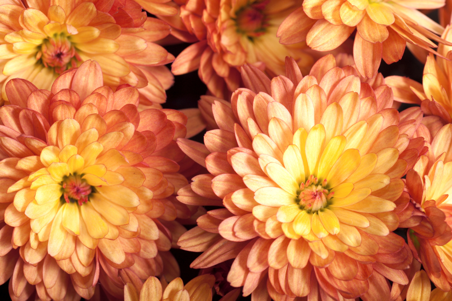 fall colors with burnt orange flowers