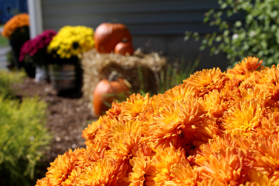 https://www.flowers.com/blog/wp content/uploads///pumpkin mums