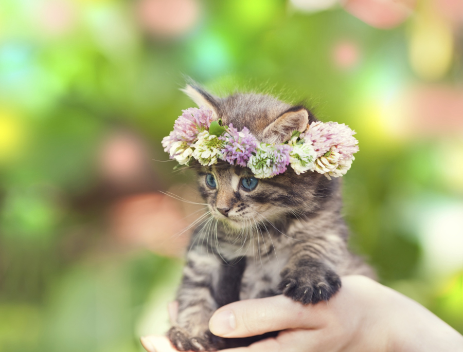 Cute Cat Inside Flowers