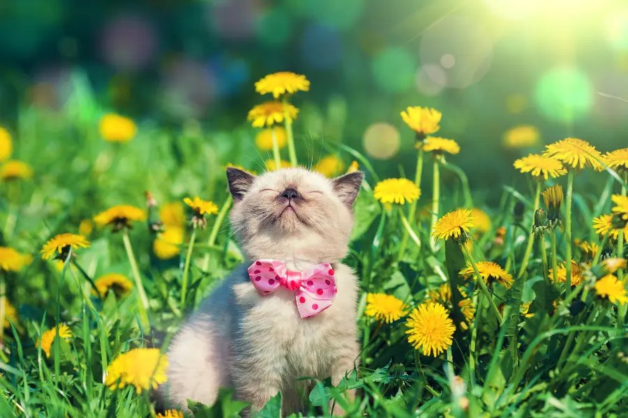 Cute Cat Pictures With Flowers 1800flowers Petal Talk