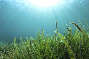 aquatic plants with kelp seaweed