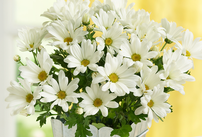 https://www.flowers.com/blog/wp content/uploads///daisies