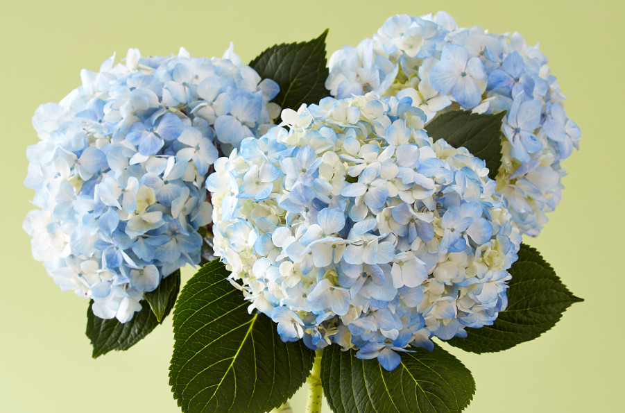 Blue flowers like the hydrangeas pictured here often mean tranquility and peace