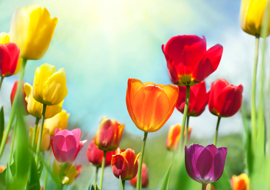 https://flowers.com/blog/wp content/uploads///colorful tulips