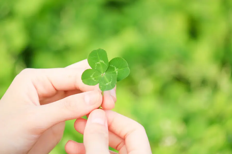 11 Juicy Facts About Lucky Four-Leaf Clover