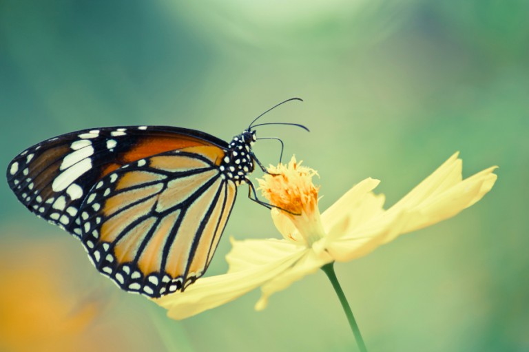 6 Flowers That Attract Butterflies | Petal Talk