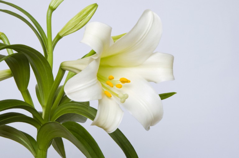 Easter Lily Care Tips