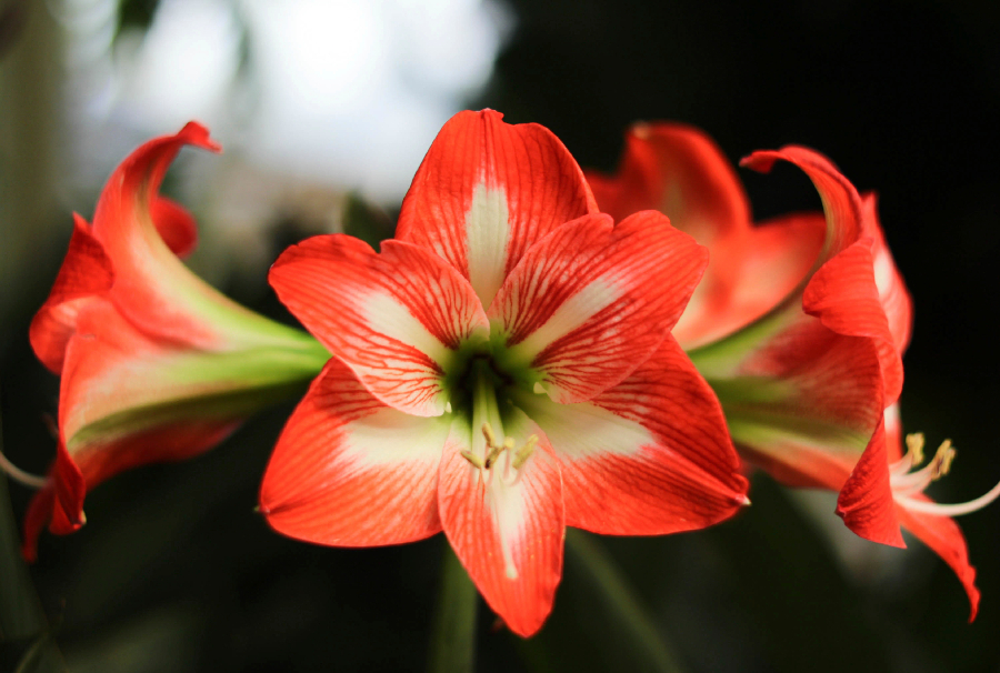 https://www.flowers.com/blog/wp content/uploads///exotic red hippeastrum flower