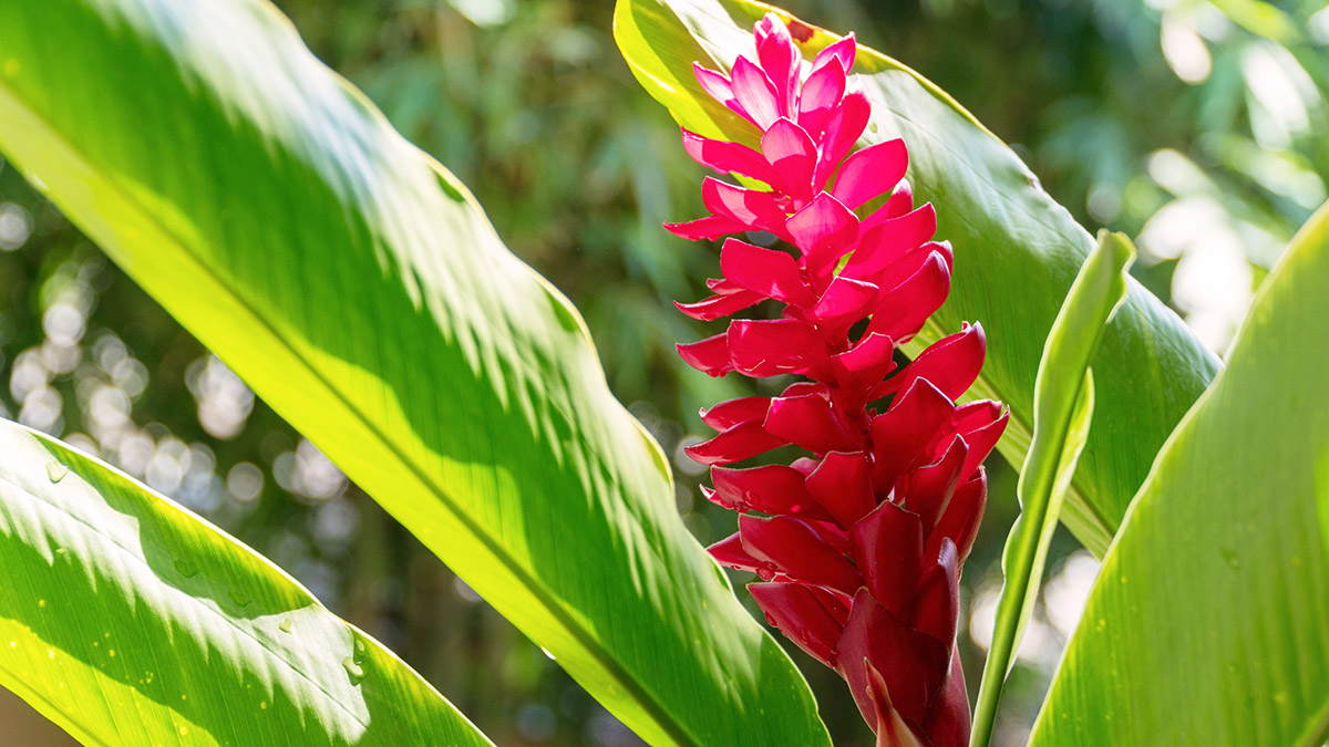 https://www.flowers.com/blog/wp content/uploads///exotic flowers with ginger