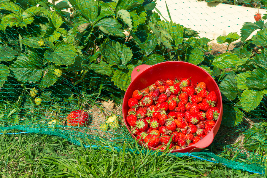 https://flowers.com/blog/wp content/uploads///net around garden to protect fruit